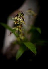 Prosthechea cochleata