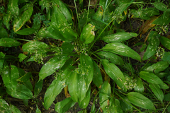 Allium ursinum