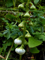 Pyrola