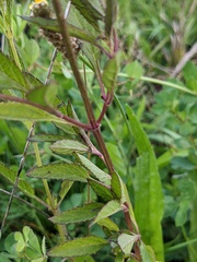 Salvia uliginosa