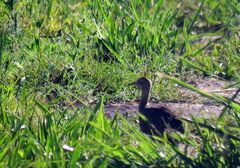 Rhynchotus rufescens