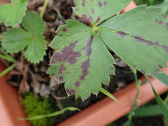 Diplocarpon fragariae