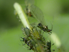 Impatientinum asiaticum