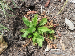 Geum triflorum