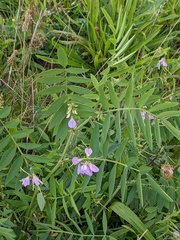 Galega officinalis