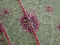 Diplocarpon fragariae