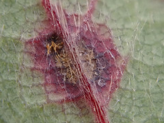 Diplocarpon fragariae
