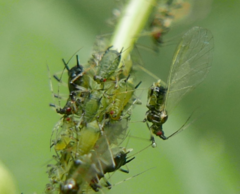 Impatientinum asiaticum