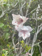 Gladiolus variegatus