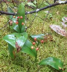 Maianthemum trifolium