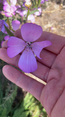 Clarkia