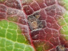 Diplocarpon fragariae