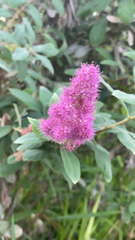 Spiraea douglasii