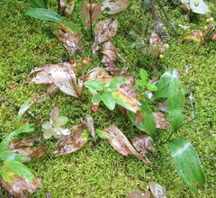 Maianthemum trifolium