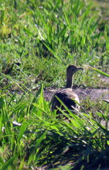 Rhynchotus rufescens