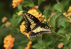 Papilio polyxenes rudkini
