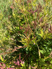 Zizia aurea