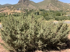 Juniperus oxycedrus