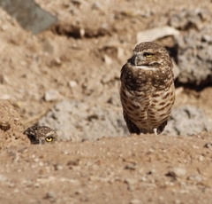 Athene cunicularia hypugaea