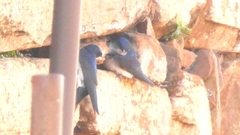 Pygochelidon cyanoleuca