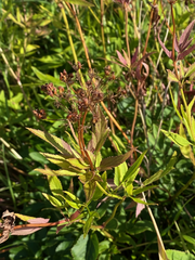 Zizia aurea