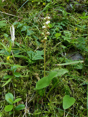 Pyrola