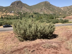 Juniperus oxycedrus