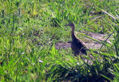 Rhynchotus rufescens