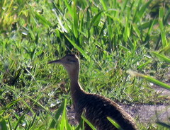 Rhynchotus rufescens