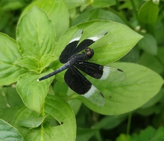Neurothemis tullia