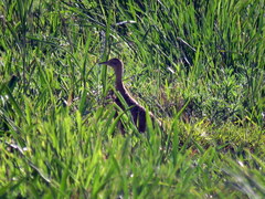 Rhynchotus rufescens