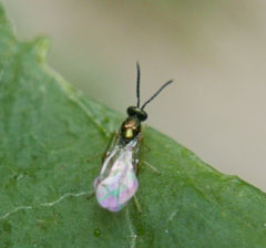 Chalcidoidea