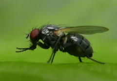 Muscoidea