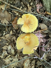 Amanita flavoconia