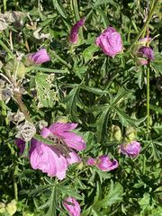 Malva alcea