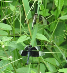 Neurothemis tullia