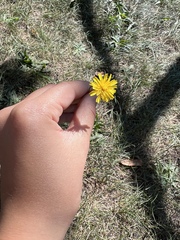 Cichorieae