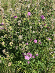 Malva alcea