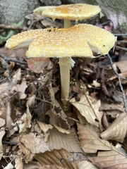 Amanita flavoconia