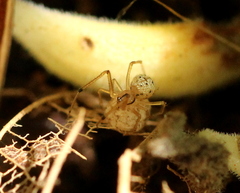 Theridiidae