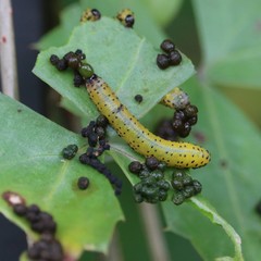 Ceratulus spectabilis