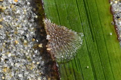 Membranipora membranacea