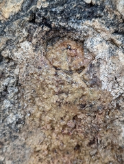 Bacteria