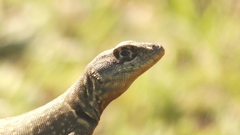 Tropidurus catalanensis
