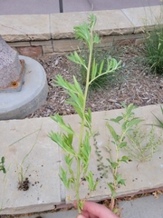 Ambrosia artemisiifolia