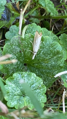 Agriphila straminella