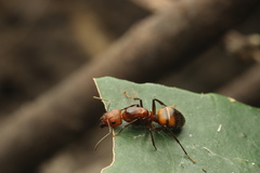 Camponotus nicobarensis