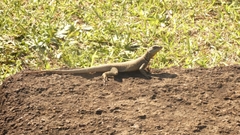 Tropidurus catalanensis