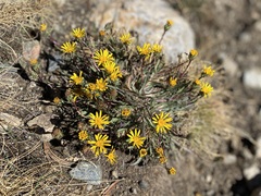 Pyrrocoma apargioides