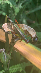 Orchelimum pulchellum